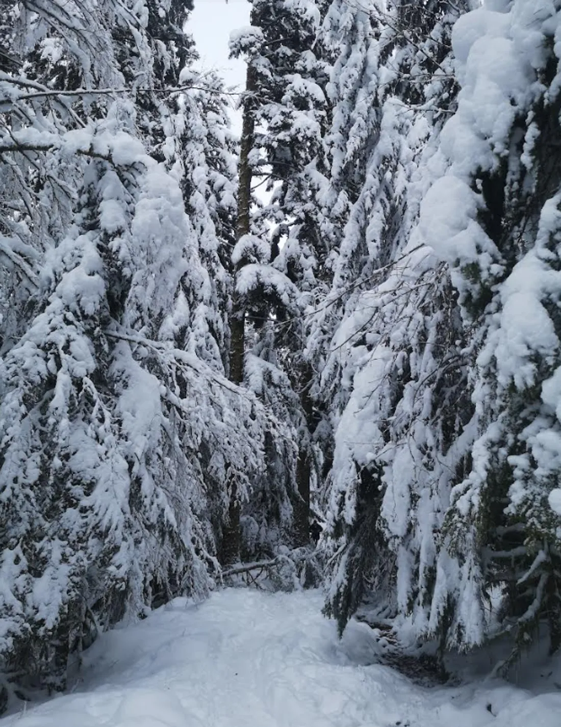 Une neige qui fait le bonheur des gérants de station 